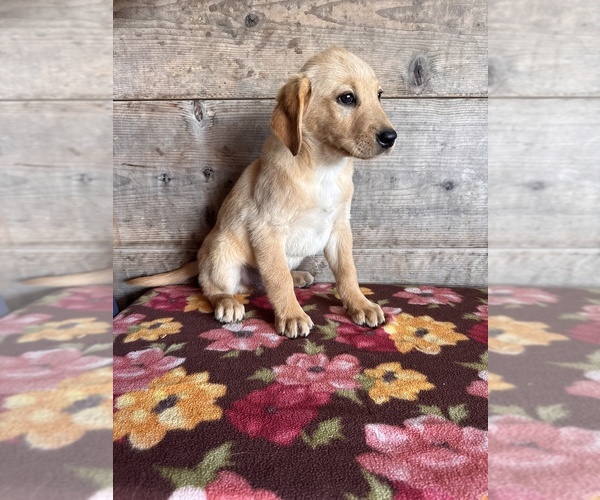 Medium Photo #16 Labrador Retriever Puppy For Sale in VERMONTVILLE, MI, USA