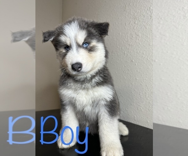 Medium Photo #1 Siberian Husky Puppy For Sale in CONROE, TX, USA