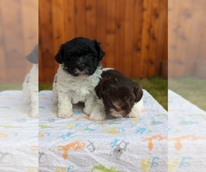 Havanese Puppy for sale in GRAPEVINE, TX, USA