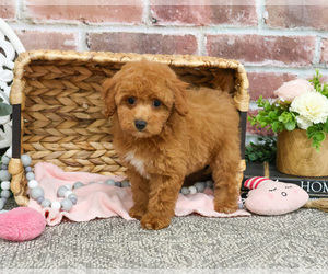 Poodle (Miniature) Puppy for sale in SYRACUSE, IN, USA
