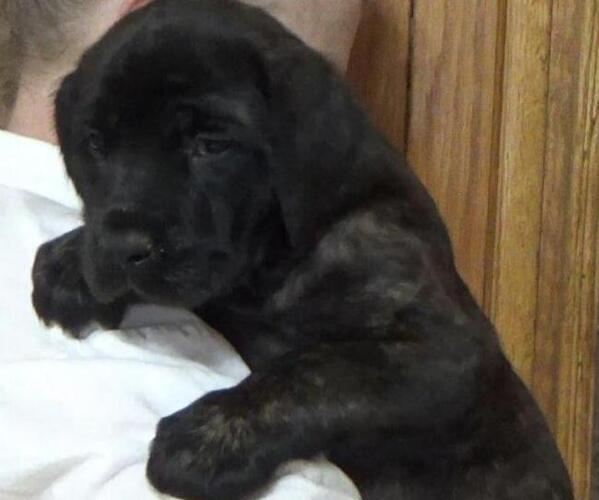 Medium Photo #5 American Mastiff Puppy For Sale in PIKETON, OH, USA