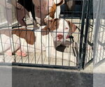 Small Photo #2 Mutt Puppy For Sale in Claremore, OK, USA