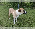 Small Photo #2 Anatolian Shepherd-Unknown Mix Puppy For Sale in Euless, TX, USA