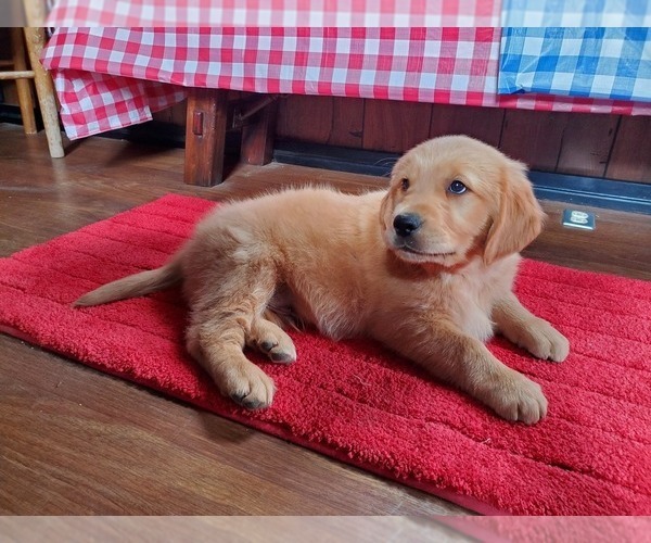Medium Photo #6 Golden Retriever Puppy For Sale in PEYTON, CO, USA