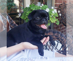 Small Photo #3 Pug Puppy For Sale in ROUND ROCK, TX, USA