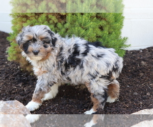 Aussiedoodle Miniature Puppy for sale in SHILOH, OH, USA