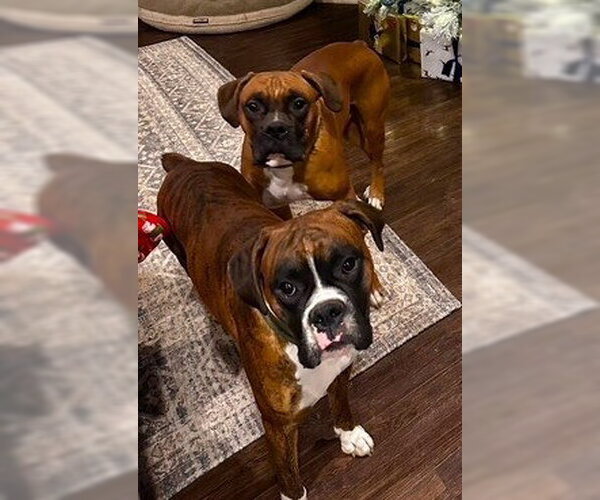 Medium Photo #2 Boxer Puppy For Sale in Austin, TX, USA