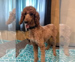 Small #3 Poodle (Standard)