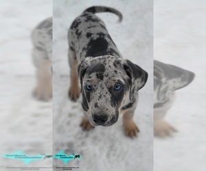 Catahoula Leopard Dog Puppy for sale in MORAN, MI, USA