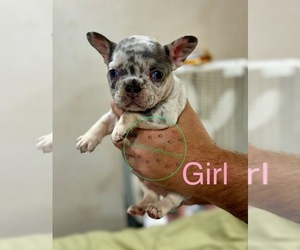French Bulldog Puppy for sale in PRINCETON, NC, USA