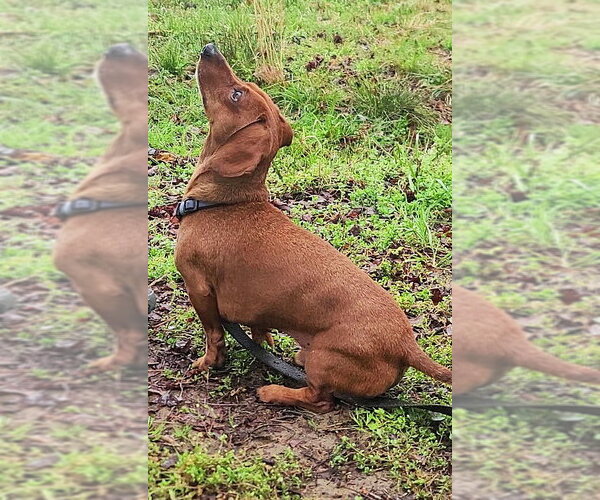 Medium Photo #9 Dachshund Puppy For Sale in Shelbyville, TN, USA