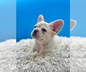 French Bulldog Puppy for Sale in KENILWORTH, Illinois USA