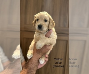 Golden Retriever Puppy for sale in VALLEJO, CA, USA