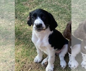 English Springer Spaniel Puppy for sale in CENTER POINT, TX, USA