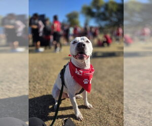 American Pit Bull Terrier-Unknown Mix Dogs for adoption in Chandler, AZ, USA