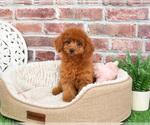 Small #10 Cavapoo (Miniature)