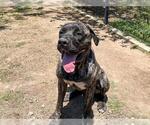 Small Mastiff Mix