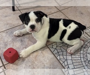 Olde English Bulldogge Puppy for sale in ROANOKE, VA, USA