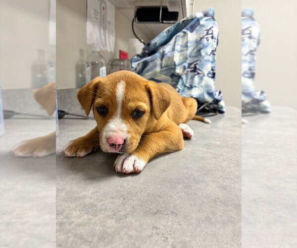 Medium Photo #4 Mutt Puppy For Sale in Bemidji, MN, USA