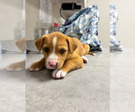 Small #3 Mutt