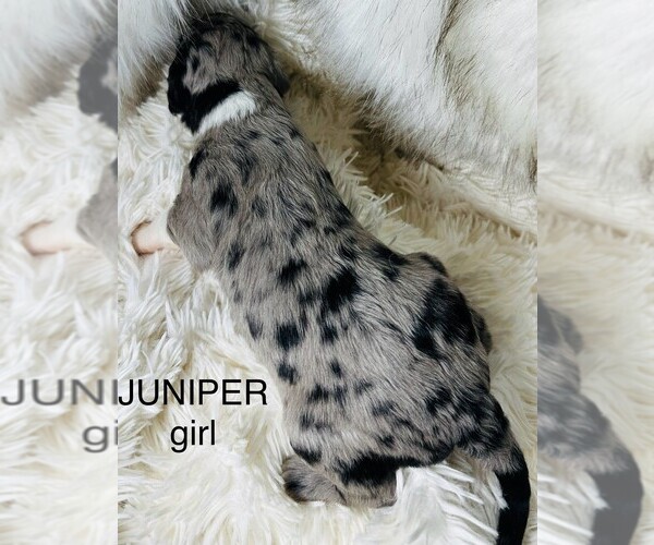 Medium Photo #9 Sheepadoodle Puppy For Sale in BUFFALO, MN, USA