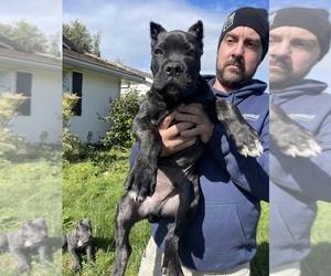 Cane Corso Puppy for sale in KEIZER, OR, USA