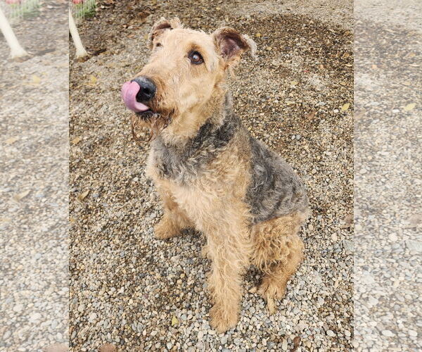 Medium Photo #1 Airedale Terrier Puppy For Sale in Emmett, ID, USA
