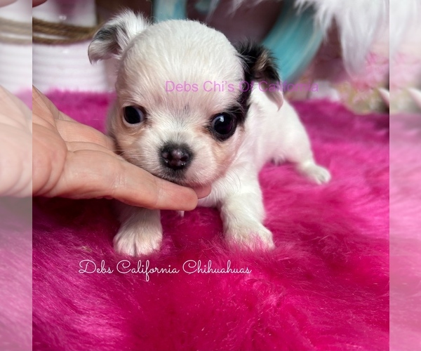 Medium Photo #3 Chihuahua Puppy For Sale in TRACY, CA, USA