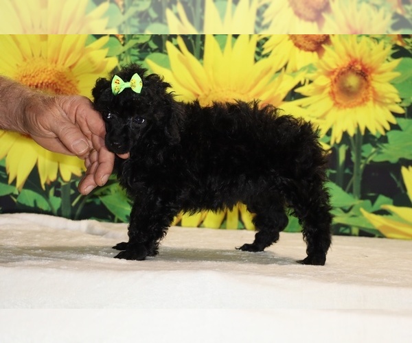Medium Photo #16 Poodle (Toy) Puppy For Sale in DYERSBURG, TN, USA