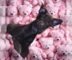 Small #2 Poodle (Toy)-YorkiePoo Mix