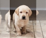 Small #2 Labrador Retriever