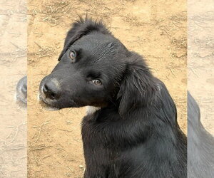 Labrador Retriever-Unknown Mix Dogs for adoption in Unionville, PA, USA
