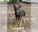 Small Photo #3 German Shepherd Dog Puppy For Sale in SPARTANBURG, SC, USA