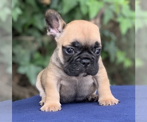 French Bulldog Puppy for sale in CORONA, CA, USA