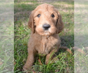 Labradoodle Puppy for sale in YOUNGSVILLE, NC, USA