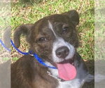 Bethany - Female Mutt Dog for Adoption - Small photo