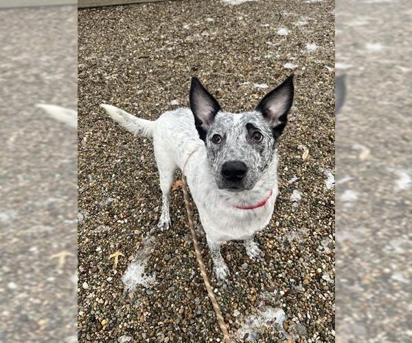 Medium Photo #1 Mutt Puppy For Sale in Boston, MA, USA