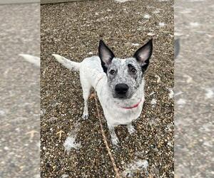 Mutt Dogs for adoption in Boston, MA, USA