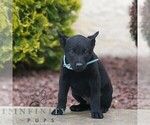 Small #2 Belgian Malinois