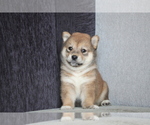 Small Photo #6 Shiba Inu Puppy For Sale in BEVERLY HILLS, CA, USA