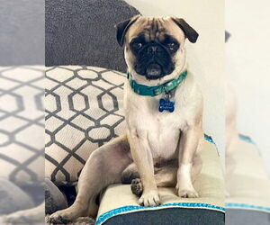 Perry - Male Pug-Unknown Mix Dog for Adoption - Photo #2