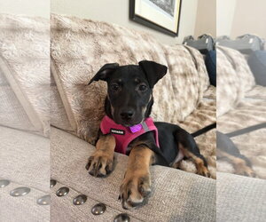 Labrador Retriever-Unknown Mix Dogs for adoption in Aurora, CO, USA