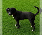 Small Labbe