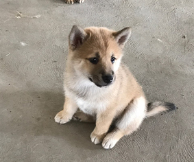 Shiba Inu Puppies And Dogs For Sale In Usa