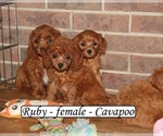 Small #2 Cavapoo
