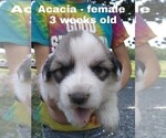Small Photo #3 Great Pyrenees Puppy For Sale in HILLSVILLE, VA, USA