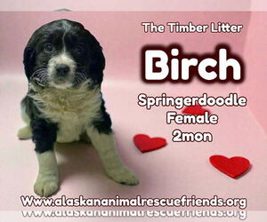 Poodle (Miniature)-Unknown Mix Dogs for adoption in Anchorage, AK, USA