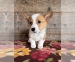 Small #2 Pembroke Welsh Corgi