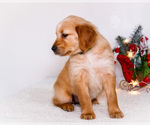 Small #5 Golden Retriever