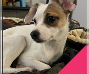 Rat-Cha Dogs for adoption in Grafton, WI, USA